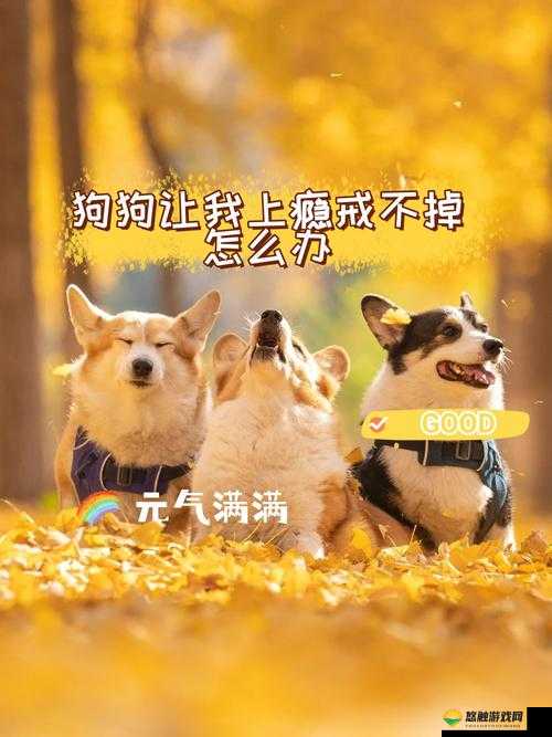狗狗让我上瘾戒不掉怎么办？分享有效应对策略与心理调适方法