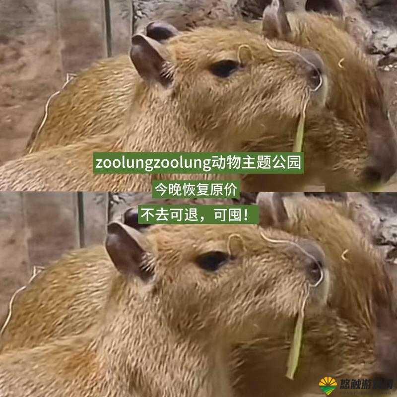 ZooZoomconference最新动态：全球动物园线上会议探讨动物保护与科技应用