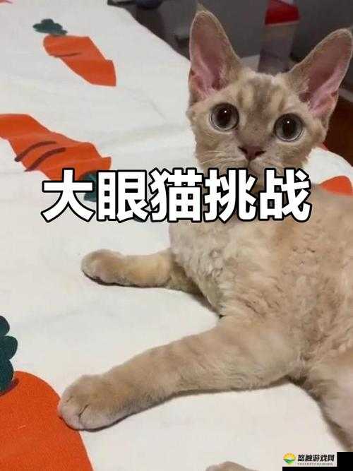 喵了个咪，萌趣挑战，智慧通关