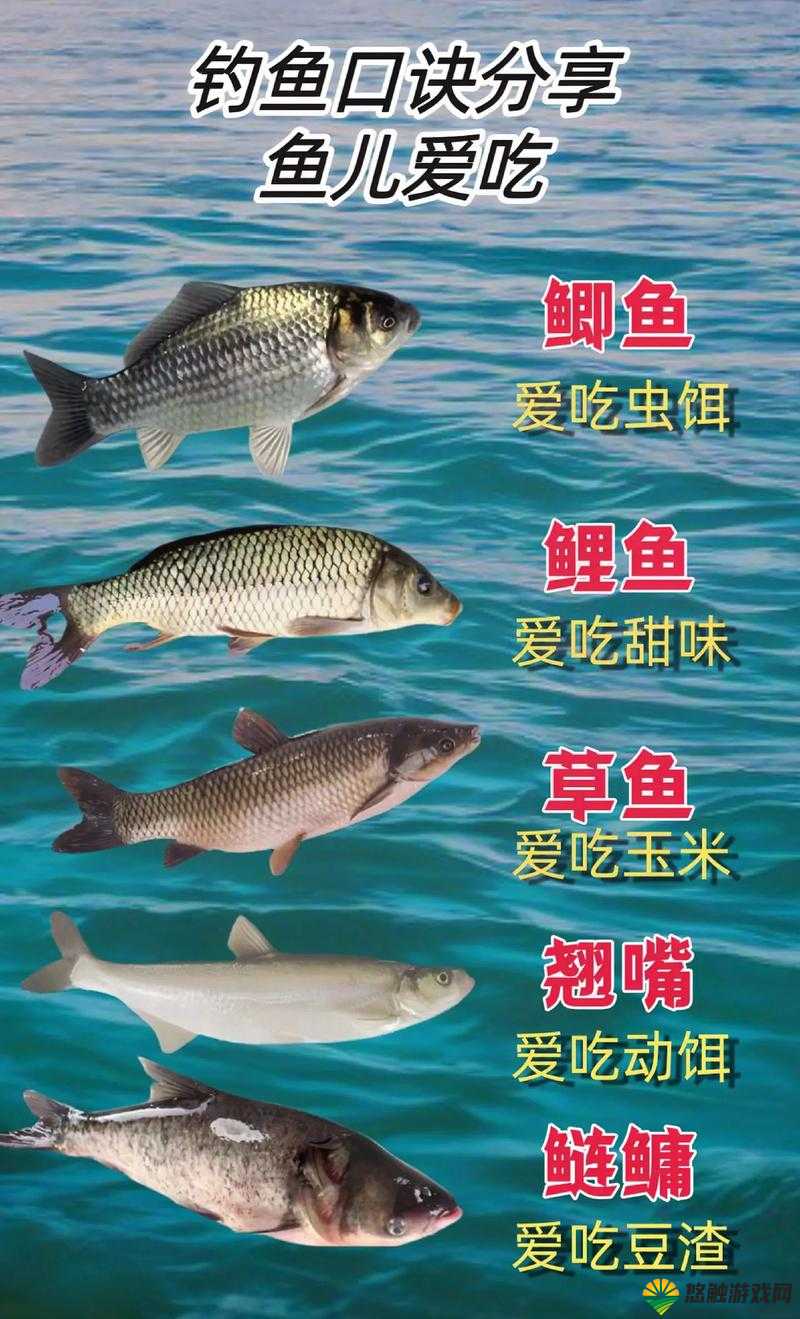 鲤鱼吸水与会夹的区别详解：了解两种钓鱼技巧的独特之处与适用场景