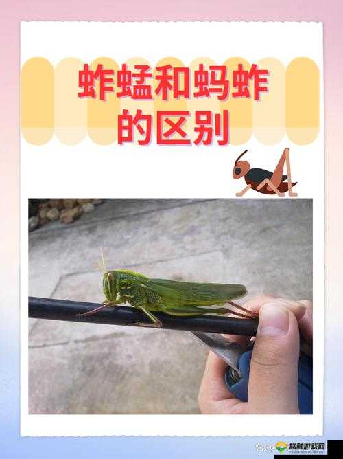 泰拉瑞亚蚱蜢的用途与捕捉方法