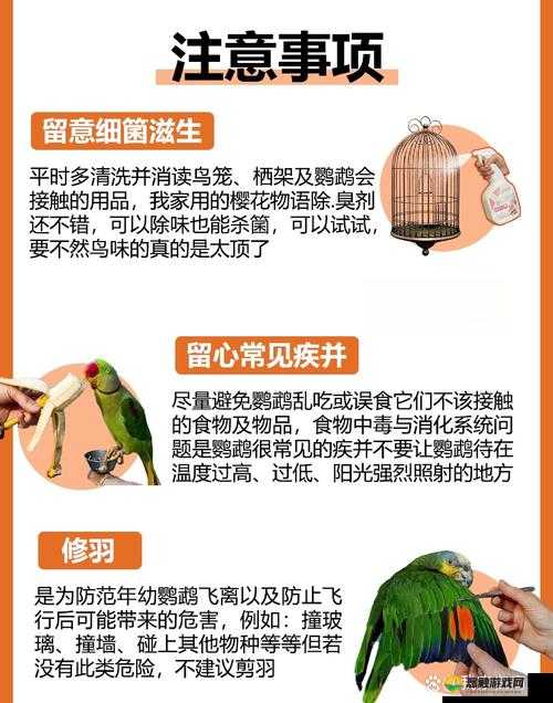 泰拉瑞亚鹦鹉宠物全攻略，底层逻辑与操作映射