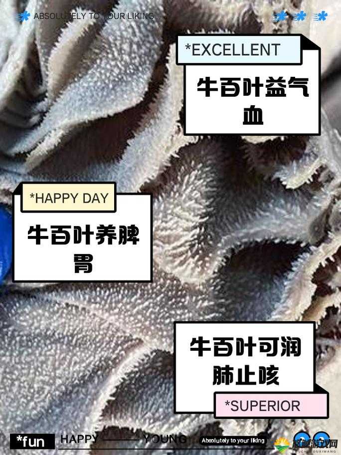 牛百叶是牛的什么部位？揭秘这一美味食材的来源与营养价值