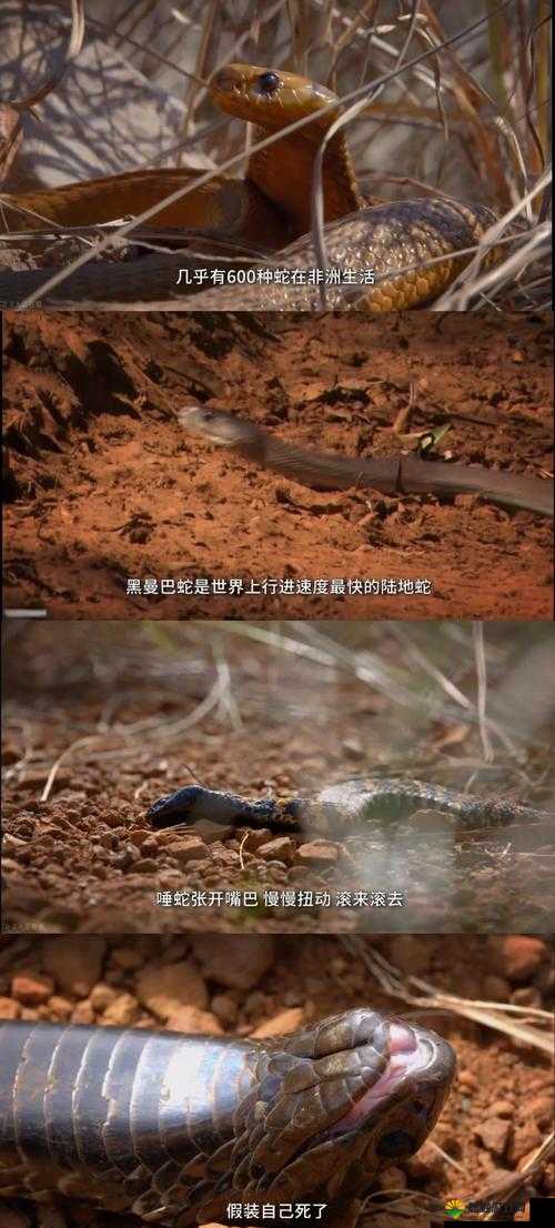 震惊少年掉进蛇洞后竟被蛇改造成怪物，这究竟是怎么回事？