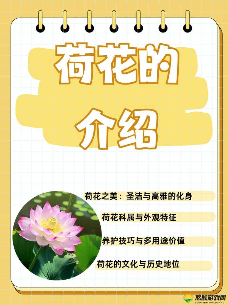 探索荷花资源网:全面了解荷花品种、种植技巧与养护指南,打造美丽荷花花园的必备知识