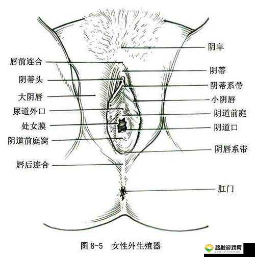 关于女性生殖结构外部结构，你了解多少？快来一探究竟