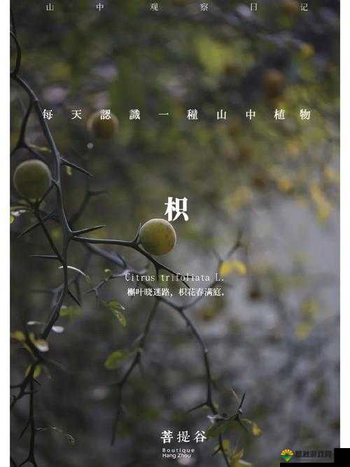 积枳桶积枳免费观看：全面解析最新资源获取方法与观看技巧