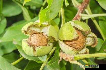 胡桃和核桃是同一种植物吗？它们有什么区别？