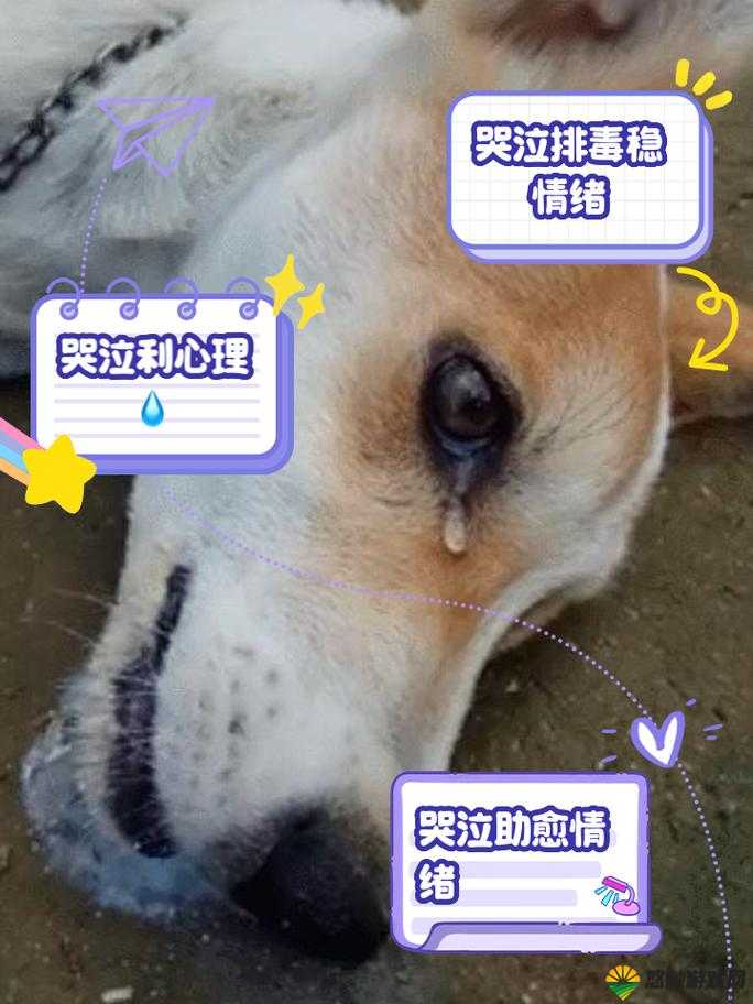 咬铁球的西施犬为何流眼泪？澎湃新闻这样报道