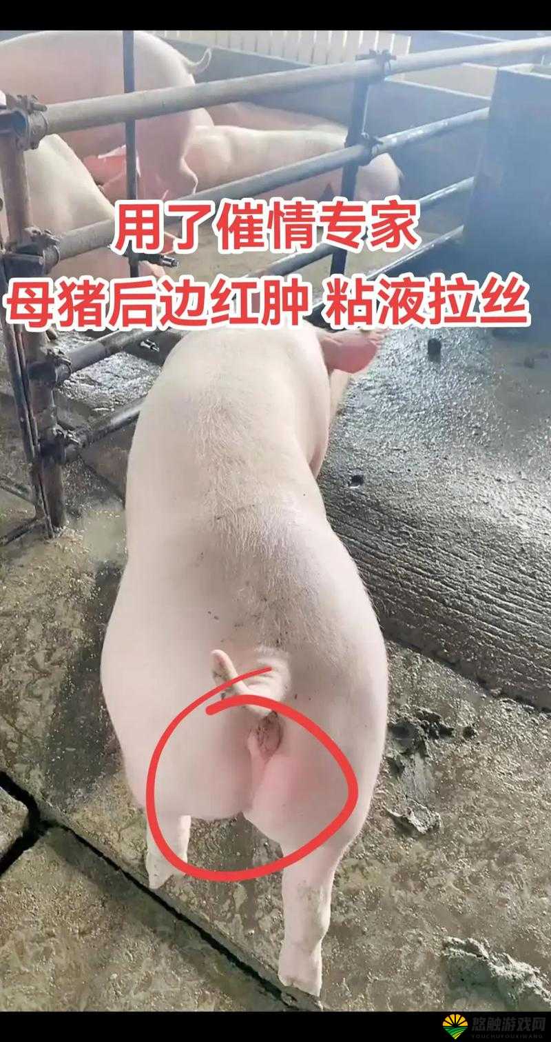 好母猪标准5选5不选：如何挑选优质母猪，提升养殖效益与繁殖成功率