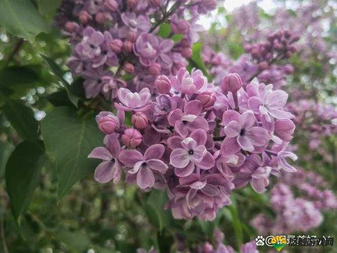 丁香花免费高清完整在线观看：畅享经典影视，体验高清画质的视听盛宴