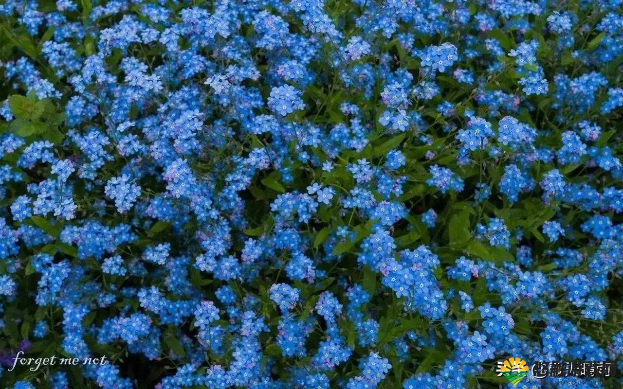 迷你世界星辰花在哪长?怎么找星辰花?——星辰花的演变史专题