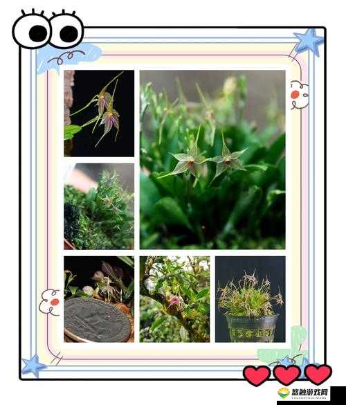 迷你世界兰花怎么获得？兰花在哪里找？