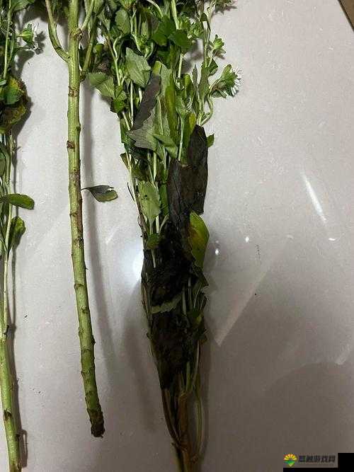 迷你世界小白菊怎么得？小白菊在哪得？