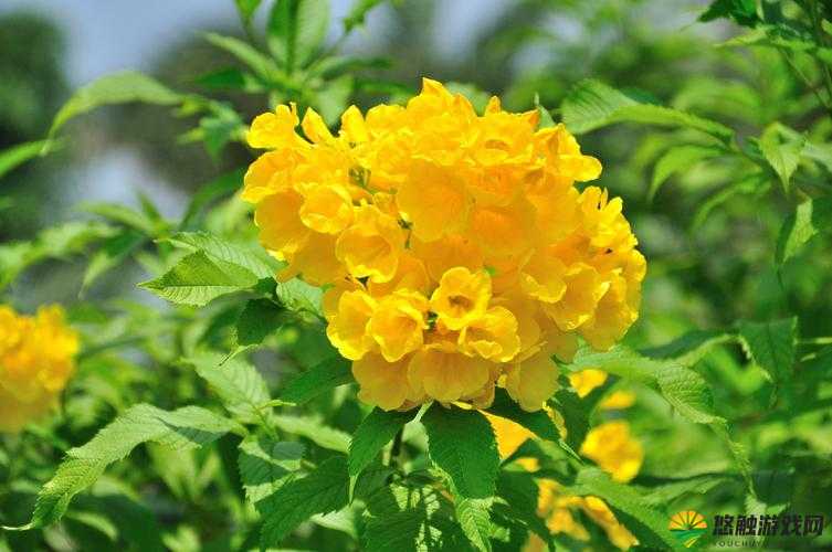 迷你世界黄钟花在哪 黄钟花怎么得