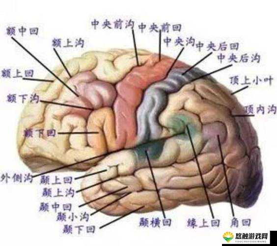 头颅图片完整图解析：详细解剖结构与医学应用，助你深入了解人类头颅构造与功能