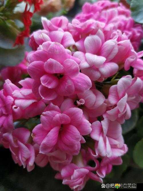 探索丁香五色月的独特魅力：了解其花期、花色及养护技巧