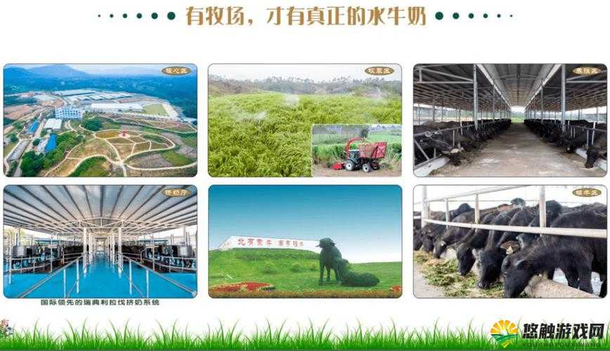 亚洲精品无码一区二区三区水牛，你了解多少？