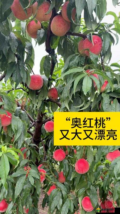 探索红桃49.5的独特魅力：揭秘其背后的故事与影响力