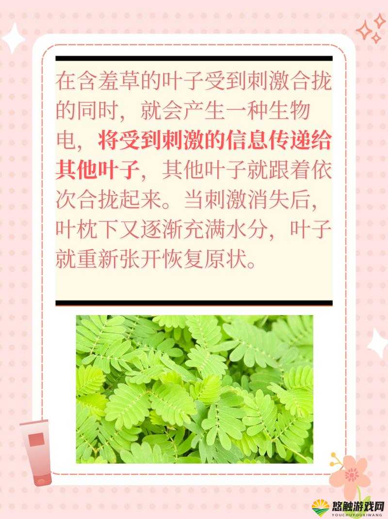 含羞草为什么会害羞?它的叶子为什么会合拢?你知道含羞草的秘密吗?