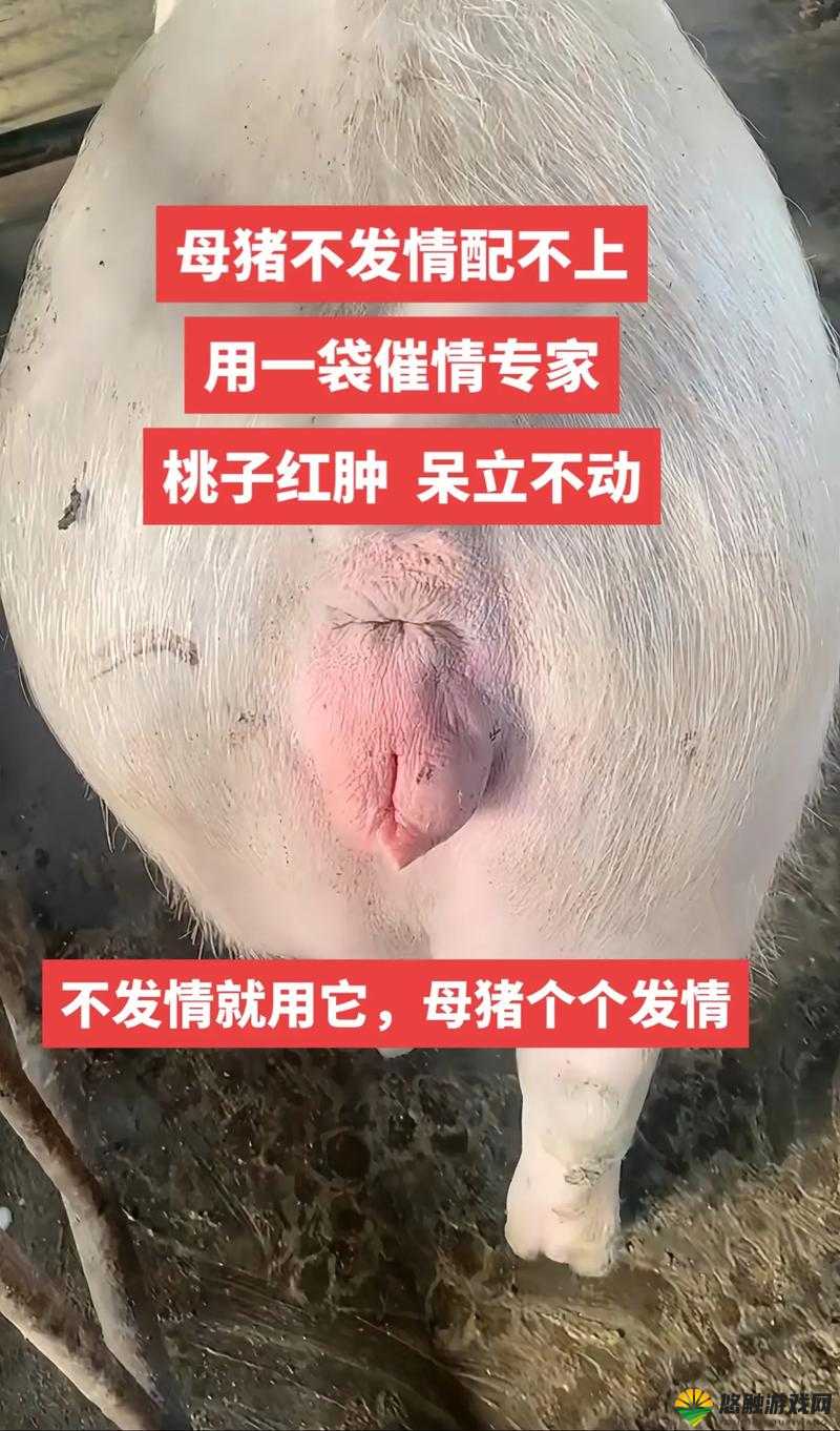 为什么母猪水门的深度会影响繁殖性能？