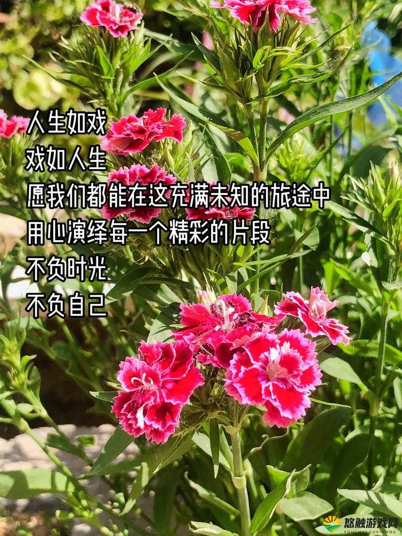 求摘花第一次体验：娇小的她如何面对自由与欲望的交织？