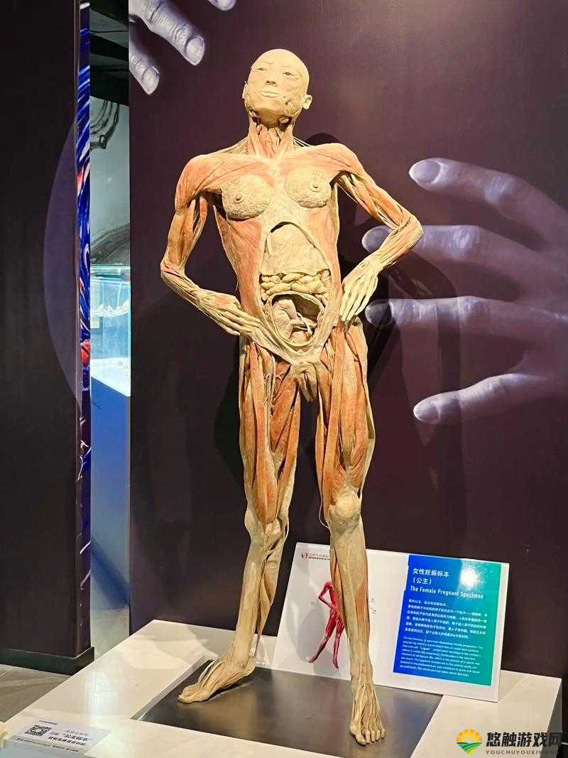 好呀，请您先给我提供一下大体标本的相关信息，以便我生成