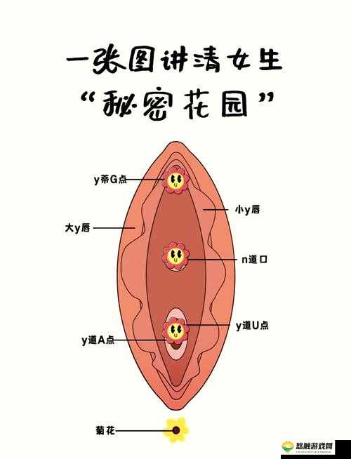可爱的小花瓣，你知道它的秘密吗？