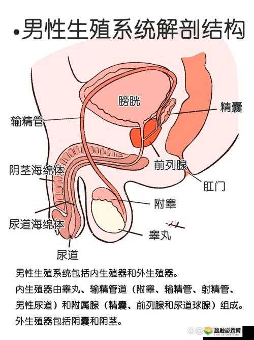 男性生殖图片大全高清图有哪些?全面了解男性生殖高清图片的必备指南