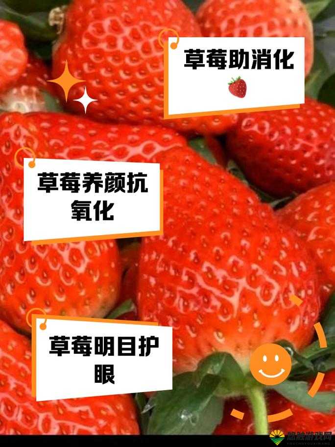 如何看待草莓原视频旧版本 APP 的传播和使用？